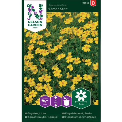 Frø fløyelsblomst busk Lemon Star