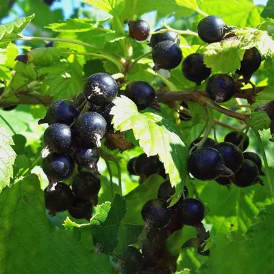 Solbær