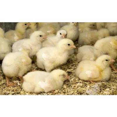 FarmOnline Lisens