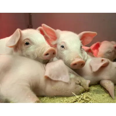 FarmOnline Lisens, bilde 2