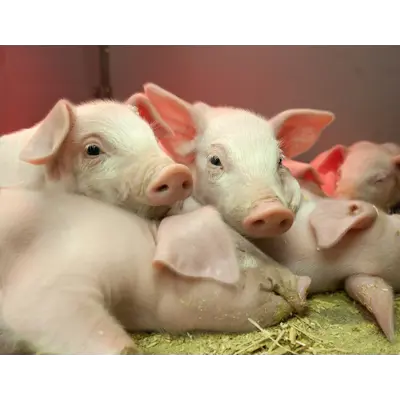 FarmOnline Lisens, bilde 2