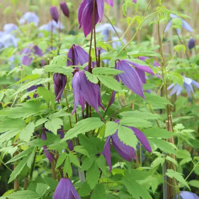 Klematis