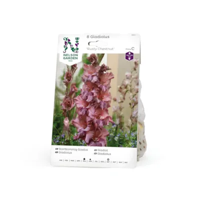 Vårløk gladiol Rusty Chestnut