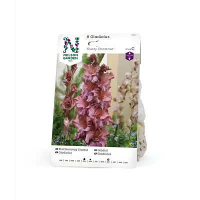 Vårløk gladiol Rusty Chestnut