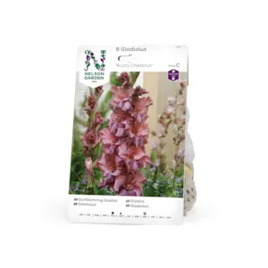 Vårløk gladiol Rusty Chestnut