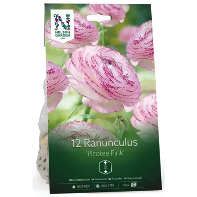 Høstløk ranunkel Picotee Pink