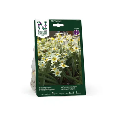 Høstløk turkestantulipan