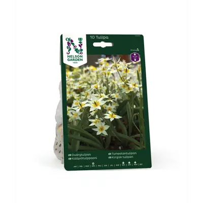 Høstløk turkestantulipan