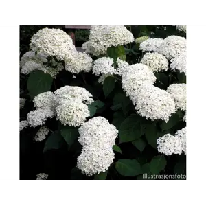 Vierhortensia Annabelle