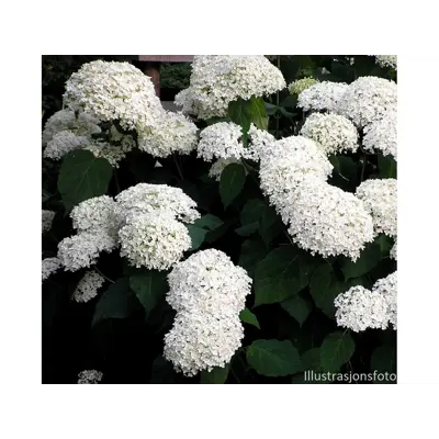 Vierhortensia Annabelle