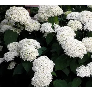 Vierhortensia Annabelle
