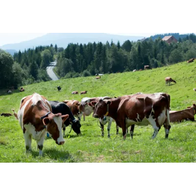 Frøblanding Spire Surfôr Normal 10 kg, bilde 2