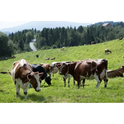 Frøblanding Spire Surfôr Normal 10 kg, bilde 2