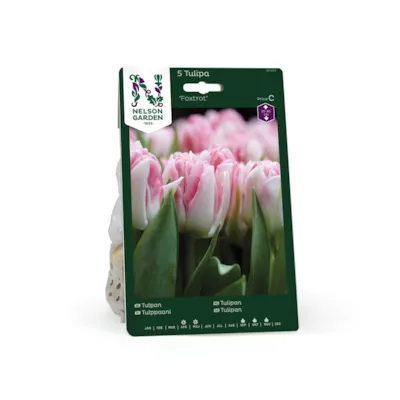 Høstløk tulipan Foxtrot