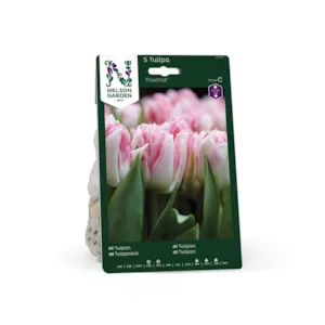 Høstløk tulipan Foxtrot