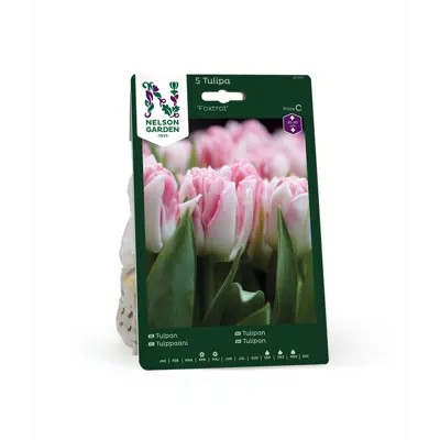 Høstløk tulipan Foxtrot