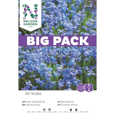 Høstløk blåstjerne russisk, bilde 3