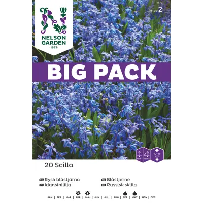 Høstløk blåstjerne russisk, bilde 3