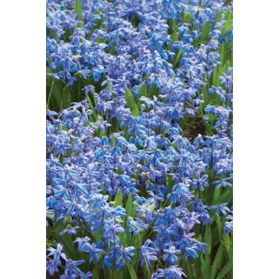 Høstløk blåstjerne russisk, bilde 2