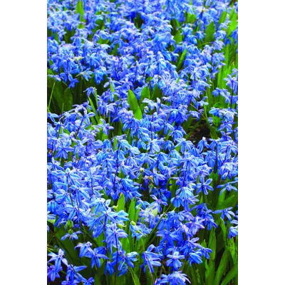 Høstløk blåstjerne russisk, bilde 2