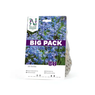 Høstløk blåstjerne russisk