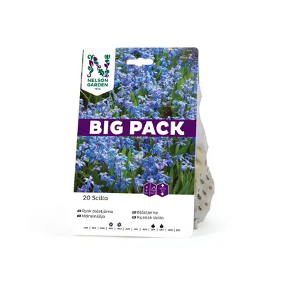 Høstløk blåstjerne russisk