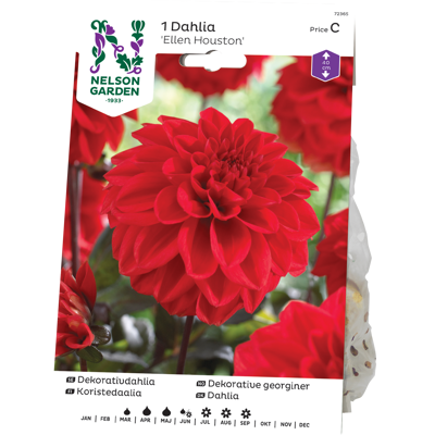 Vårløk dekorative georginer Ellen Houston