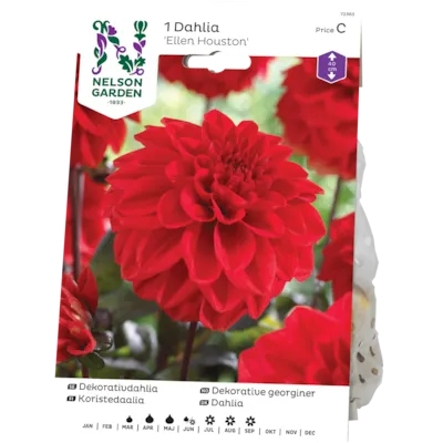 Vårløk dekorative georginer Ellen Houston, bilde 2