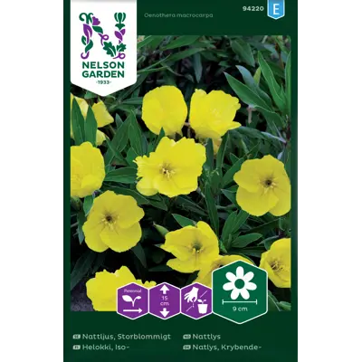 Frø nattlys, bilde 2