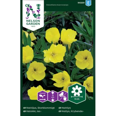 Frø nattlys, bilde 2