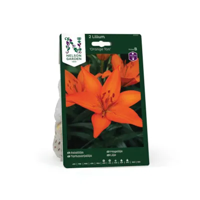 Høstløk hagelilje Orange Ton