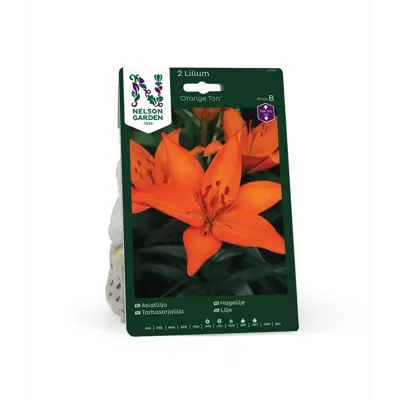 Høstløk hagelilje Orange Ton