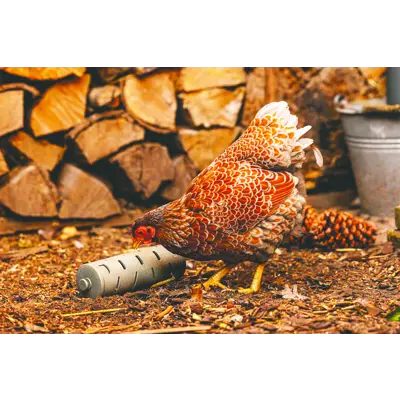 Snackrulle til høns, bilde 3