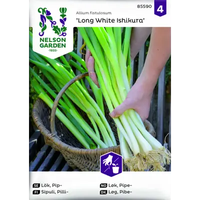 Frø pipeløk Long White Ishikura økologisk