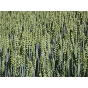 Krabat Vårhvete ThermoSeed 600 kg