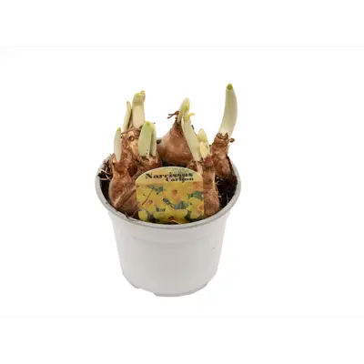 Påskelilje Carlton