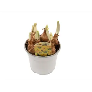 Påskelilje Carlton