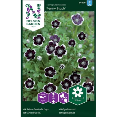 Frø øyeblomst Penny Black