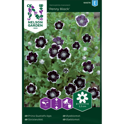 Frø øyeblomst Penny Black