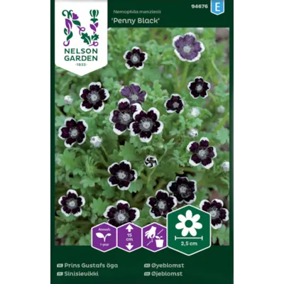 Frø øyeblomst Penny Black, bilde 2