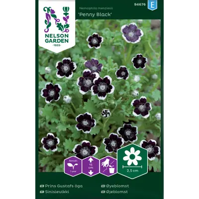Frø øyeblomst Penny Black, bilde 2