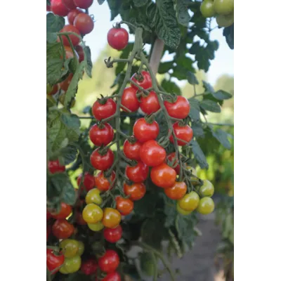 Frø cherrytomat høy Rubylicious, bilde 2