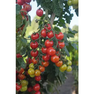 Frø cherrytomat høy Rubylicious, bilde 2