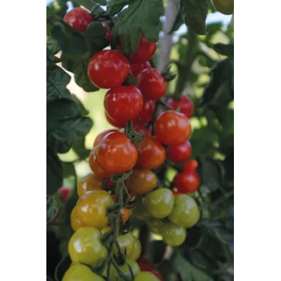 Frø cherrytomat høy Rubylicious, bilde 3