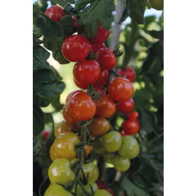 Frø cherrytomat høy Rubylicious, bilde 3