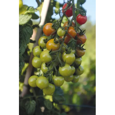Frø cherrytomat høy Rubylicious, bilde 4