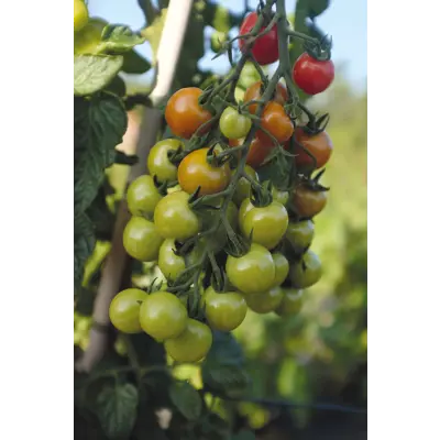 Frø cherrytomat høy Rubylicious, bilde 4