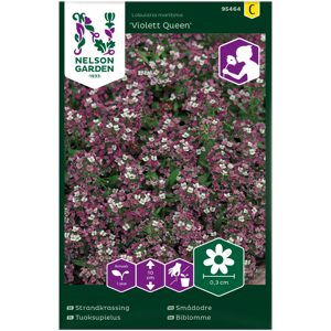 Frø smådodre Violet Queen