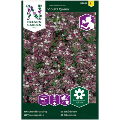 Frø smådodre Violet Queen