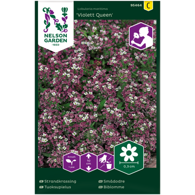 Frø smådodre Violet Queen